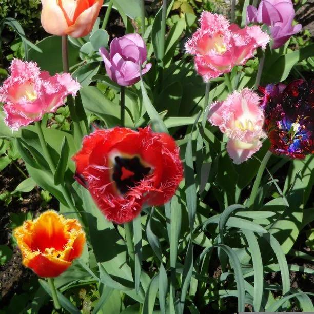 Mixed Parrot Tulip Bulbs (Tulipa - Mixed Parrot)
